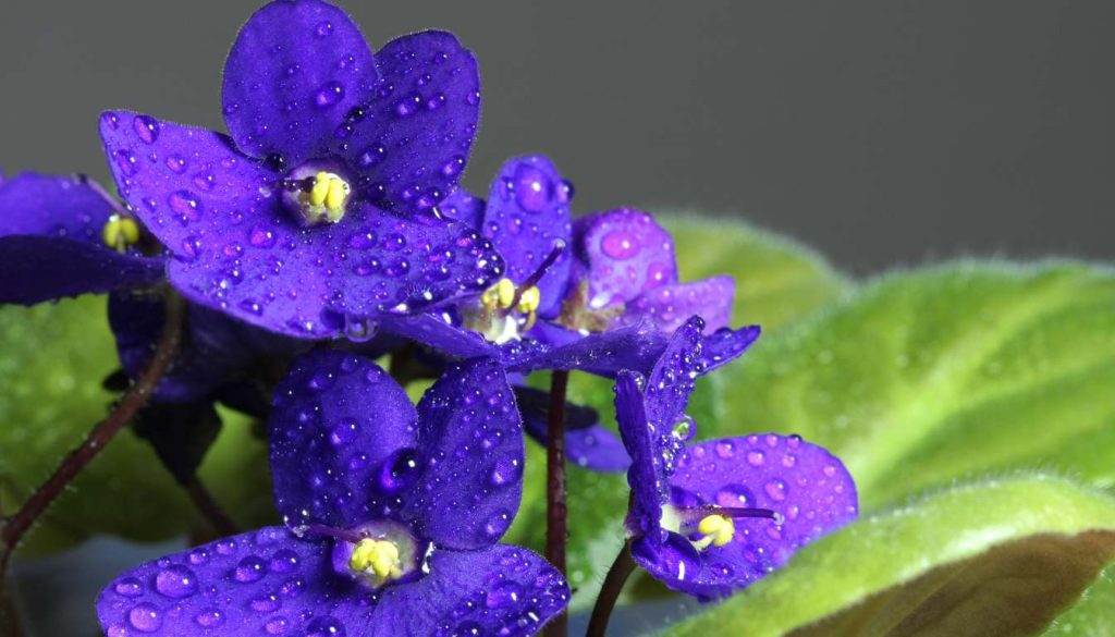 African Violet - What Indoor Plants are Safe for Cats and Dogs Your Guide