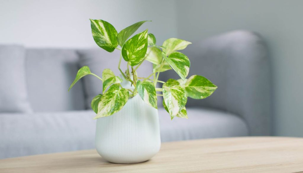 Discover the Top Indoor Garden Containers for Your Home - A Detail Detailed Review