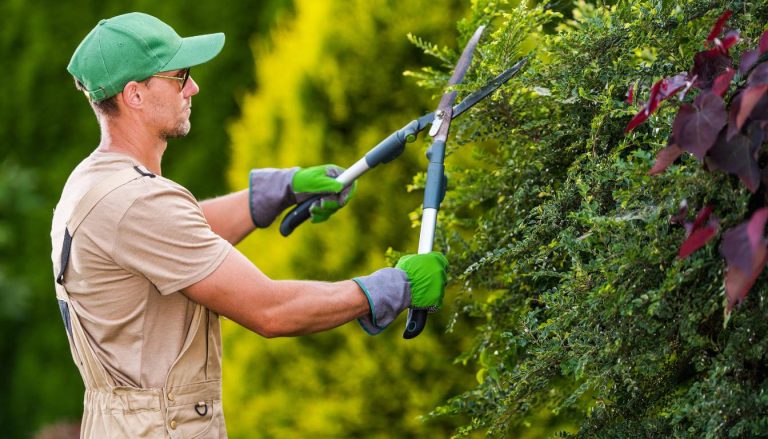 Expert Tips on Vertical Garden Maintenance: Tips and Tricks