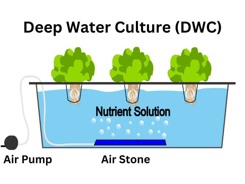 Deep Water Culture (DWC)