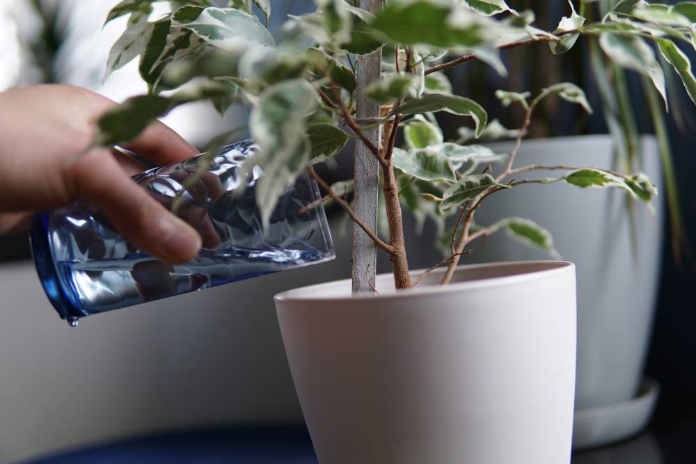 Find the Best Indoor Garden Tools for Your Plants Today!