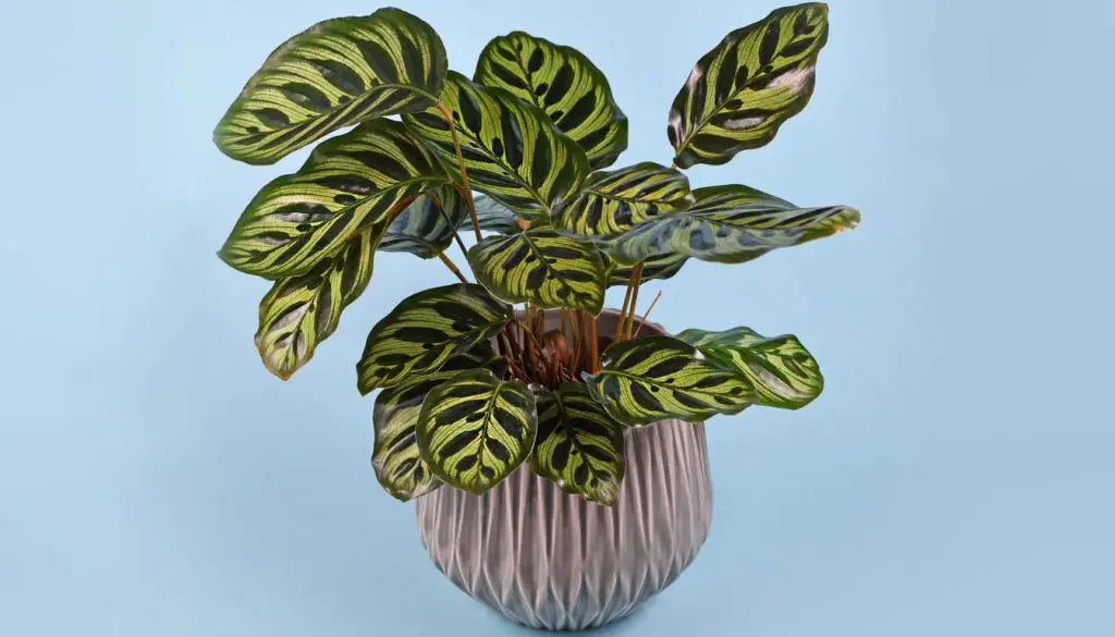 How To Propagate Calathea from Cuttings A Step-by-Step Guide to Growing Your Collection