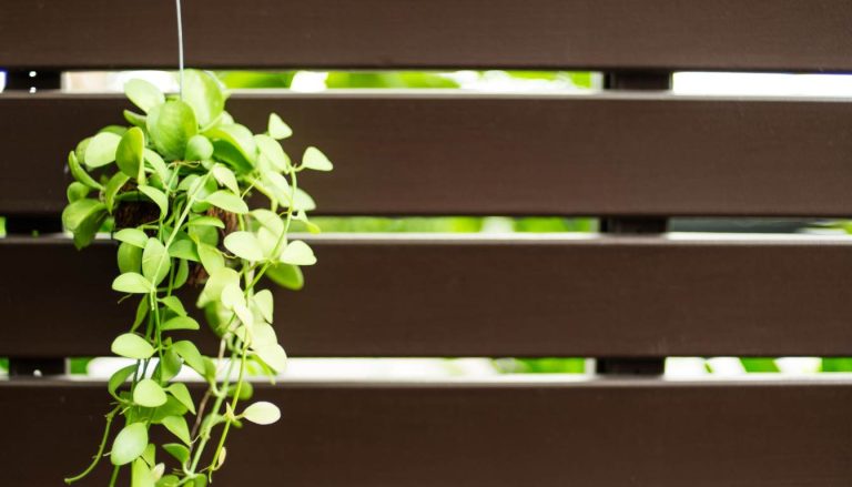 Master Vertical Gardening Techniques: Your Ultimate Guide