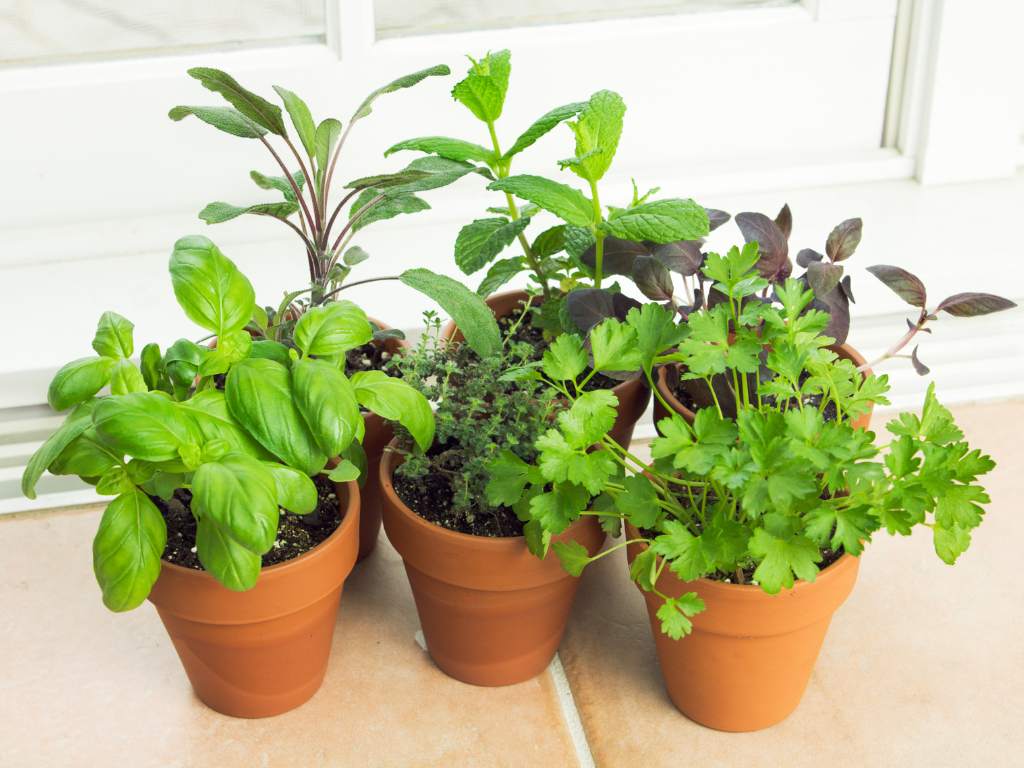 Mastering Indoor Herb Garden Tips For a Thriving Harvest
