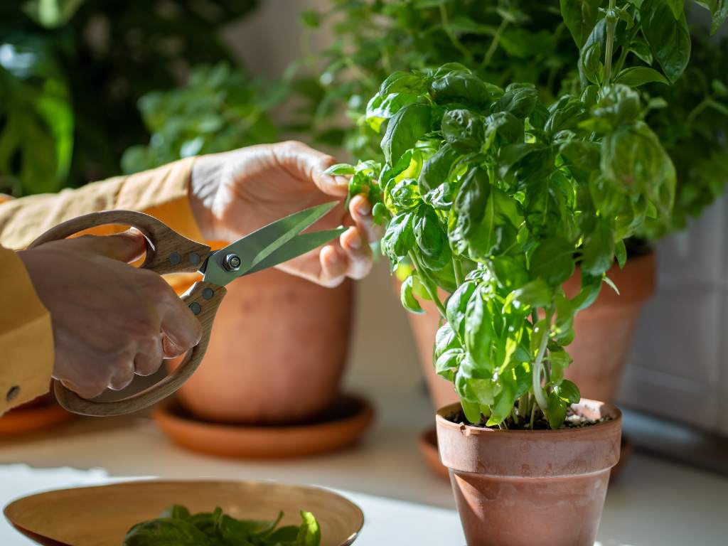 Mastering Indoor Herb Garden Tips For a Thriving Harvest