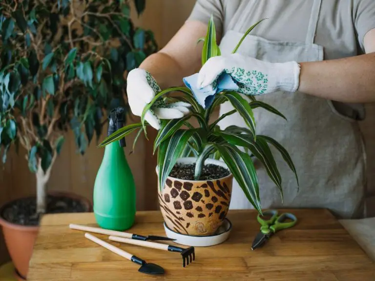 Mastering Indoor Plant Cuttings: A Complete Guide