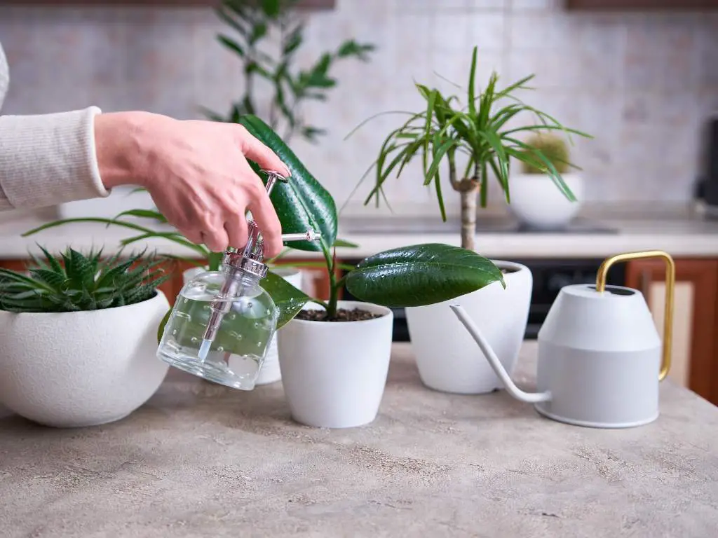 Mastering Indoor Plant Cuttings A Complete Guide