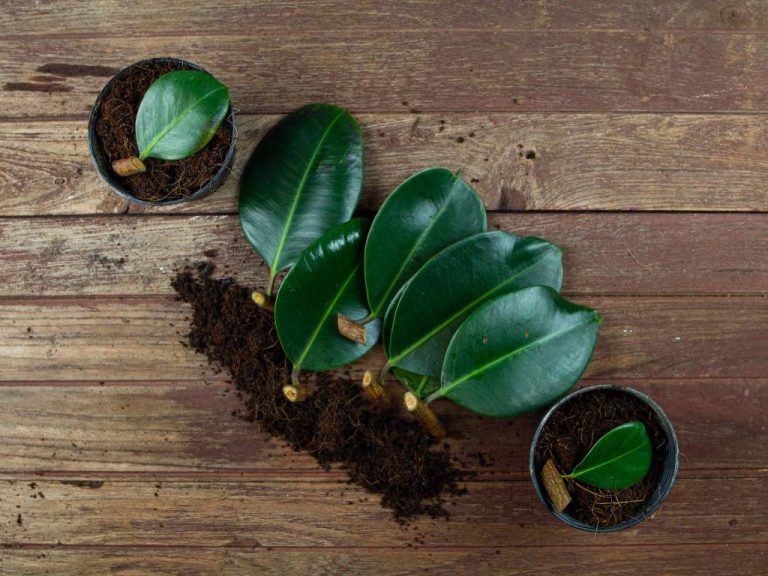 Mastering Indoor Plant Cuttings: A Complete Guide
