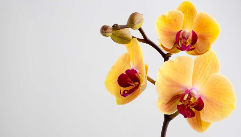 Orchid - What Indoor Plants are Safe for Cats and Dogs Your Guide