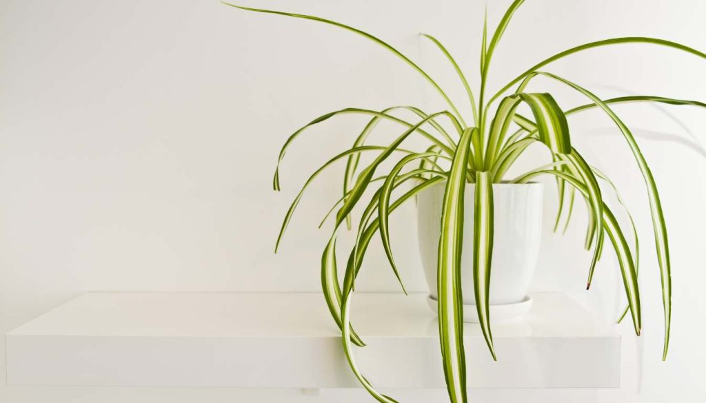 Spider Plant - What Indoor Plants are Safe for Cats and Dogs Your Guide