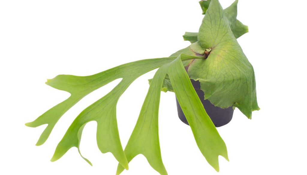 Staghorn Fern - What Indoor Plants are Safe for Cats and Dogs Your Guide