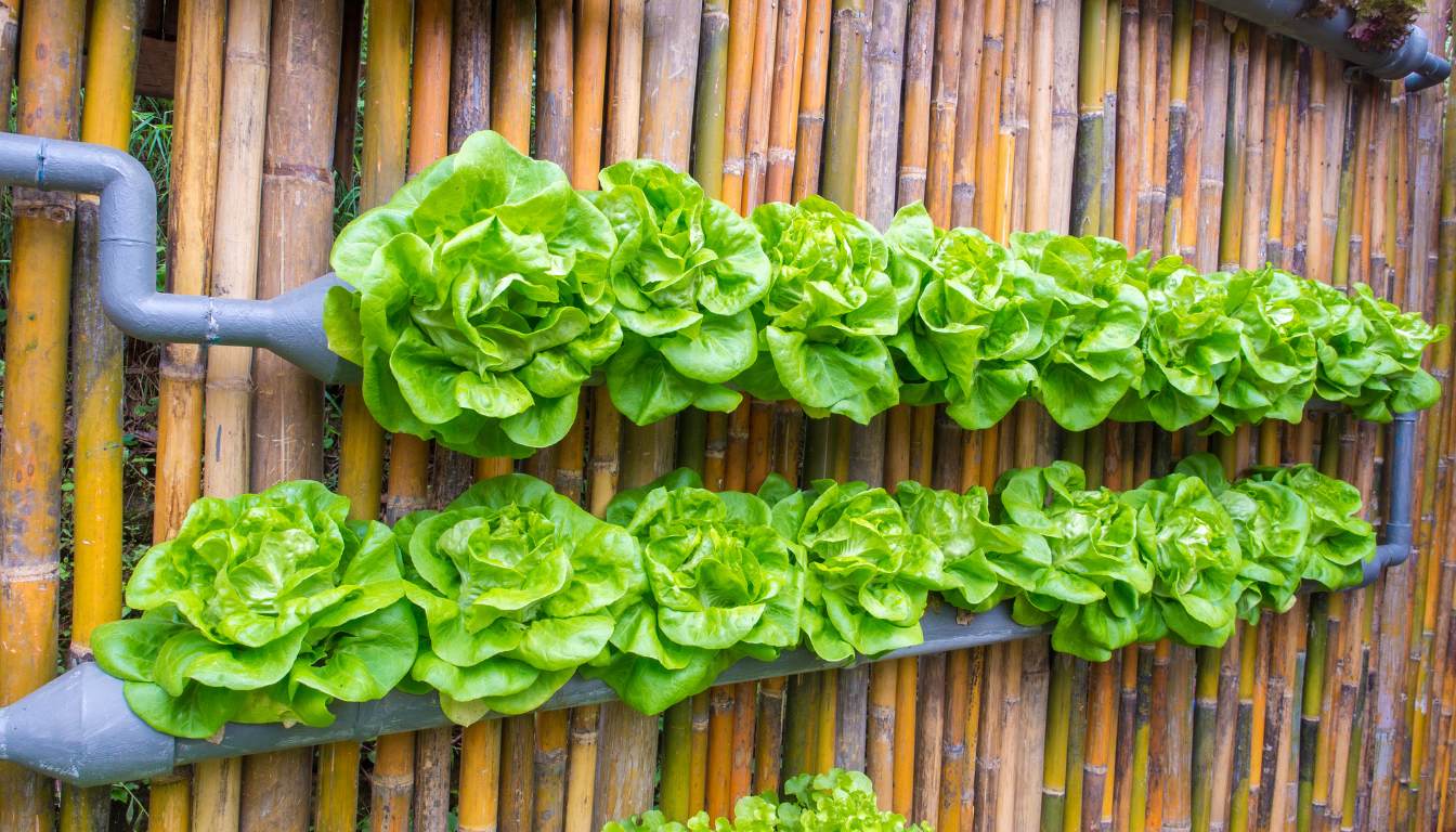 Ultimate Guide To Vertical Garden Irrigation Maximizing Growth