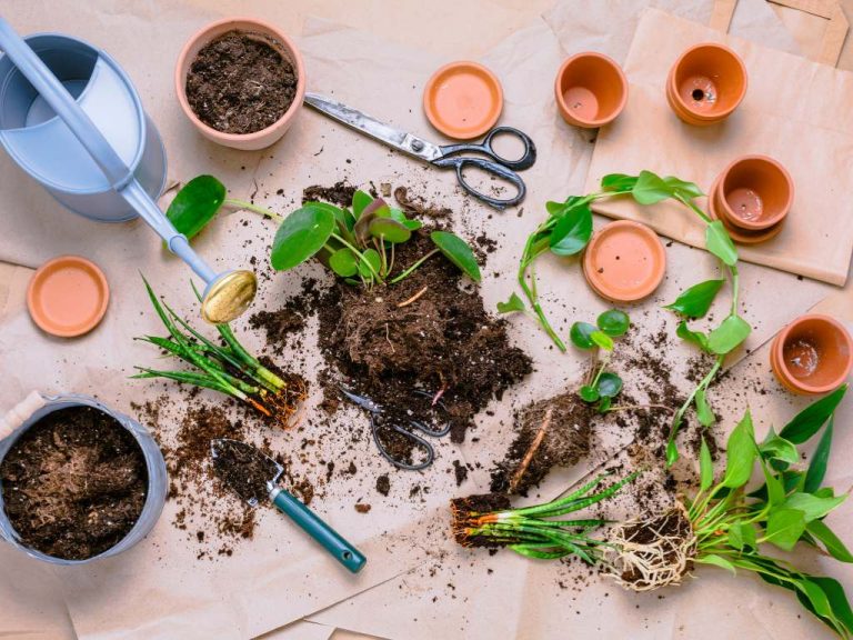 Ultimate Guide to Finding the Best Soil for Tropical Indoor Plants