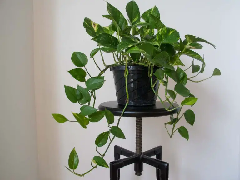 What is the Best Plant Food for Indoor Plants? Let’s Find Out!
