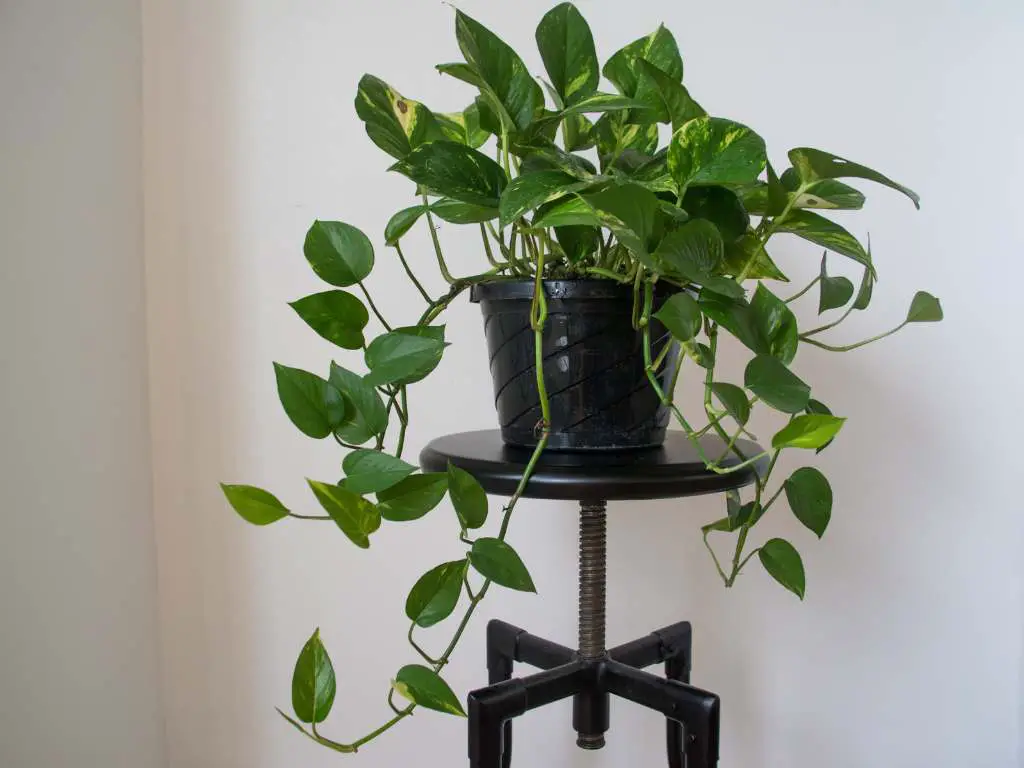 What is the Best Plant Food for Indoor Plants Lets Find Out!