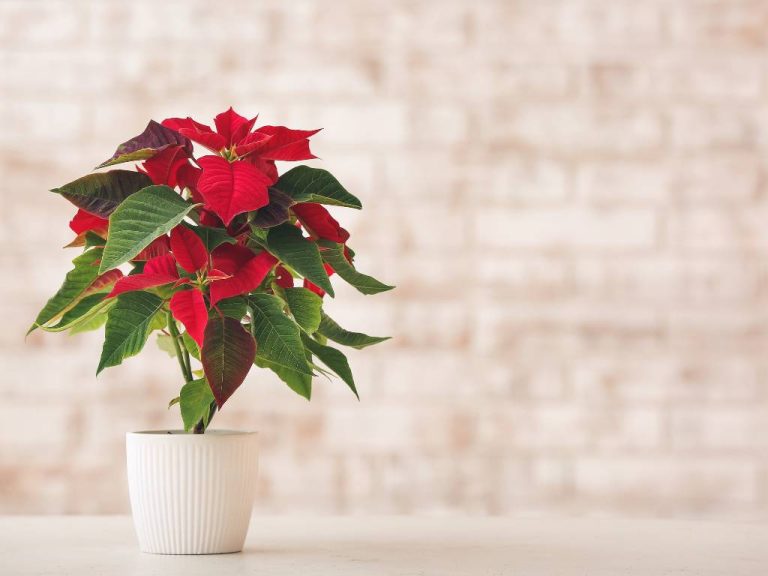 8+ Best Homemade Fertilizer for Poinsettias Guide: Boost Your Blooms