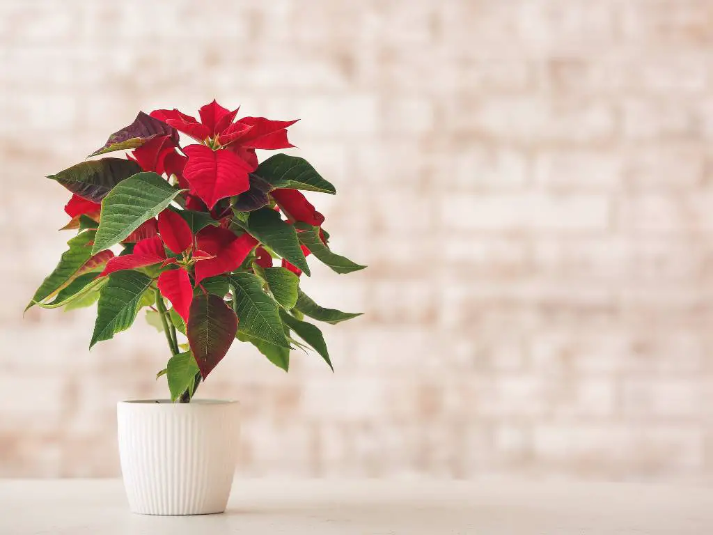 8+ Best Homemade Fertilizer for Poinsettias Guide Boost Your Blooms