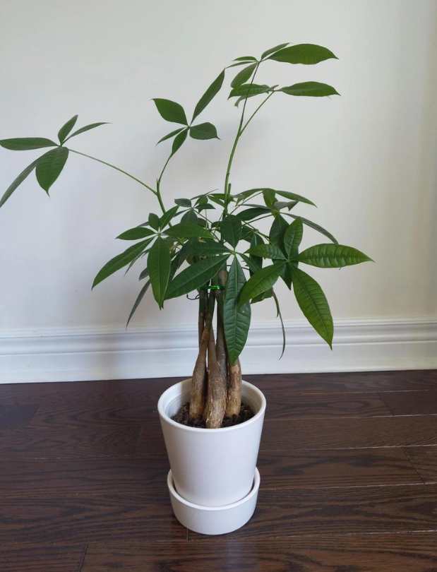 A Comprehensive Guide on How to Prune a Leggy Money Tree