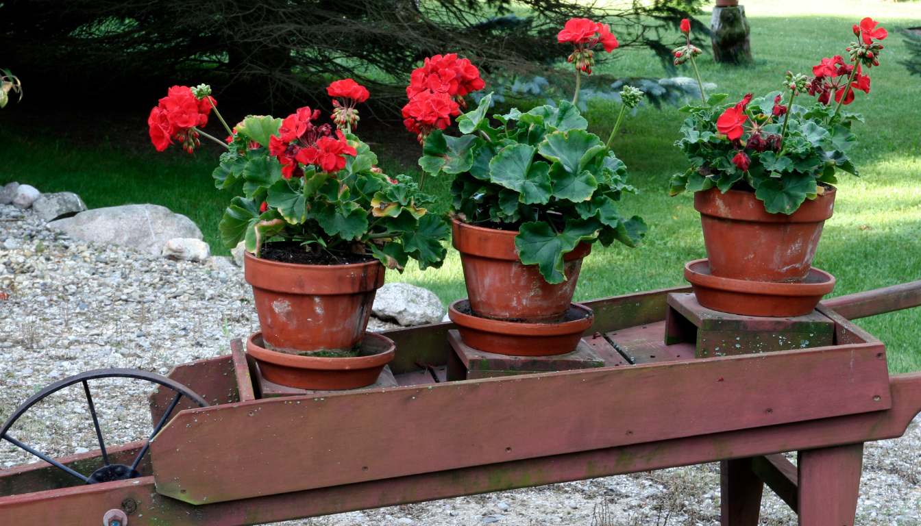 What You Should Know About Plant Container Pots - Flower Works, LLC