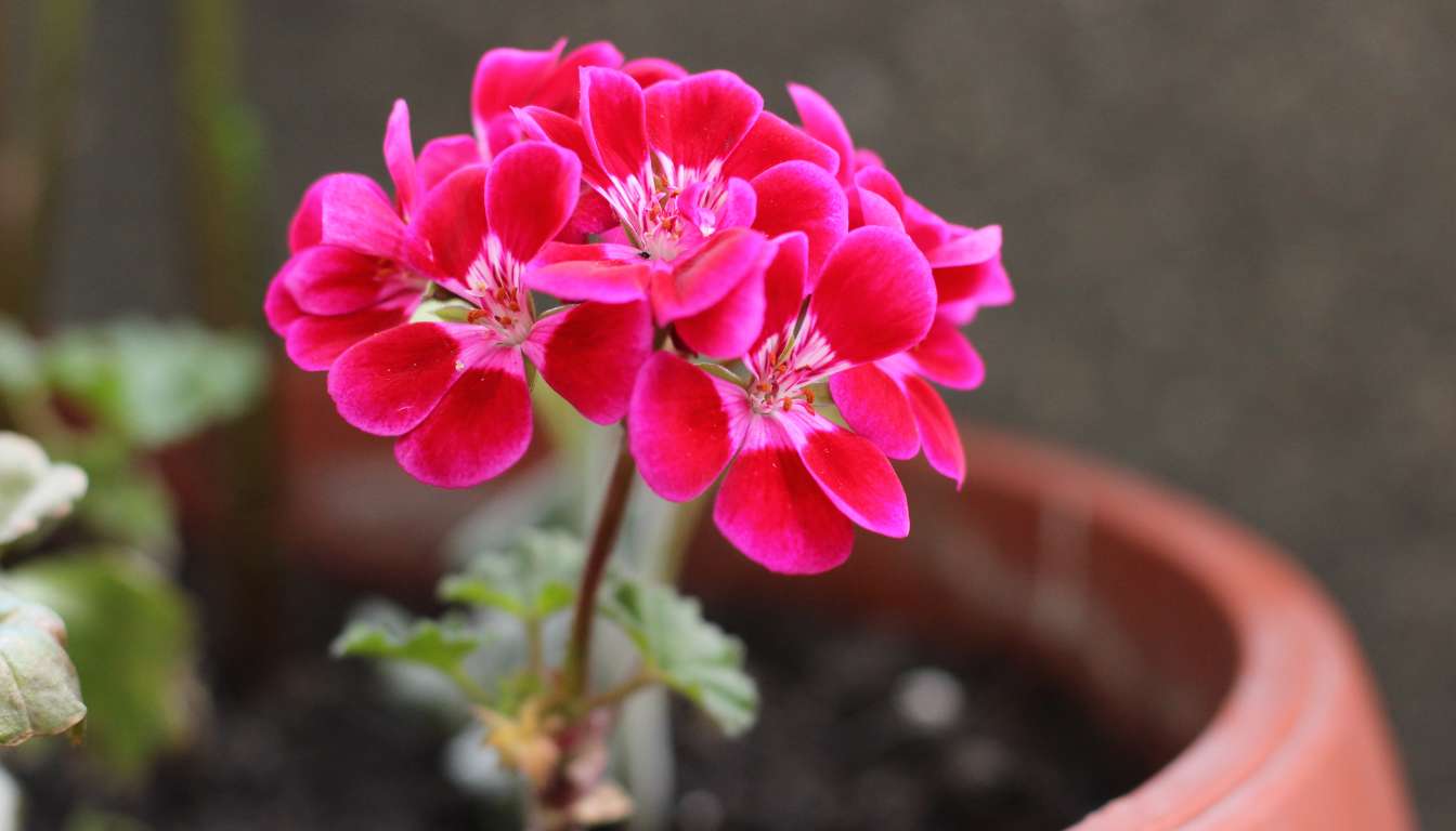 Homemade Fertilizer For Geraniums