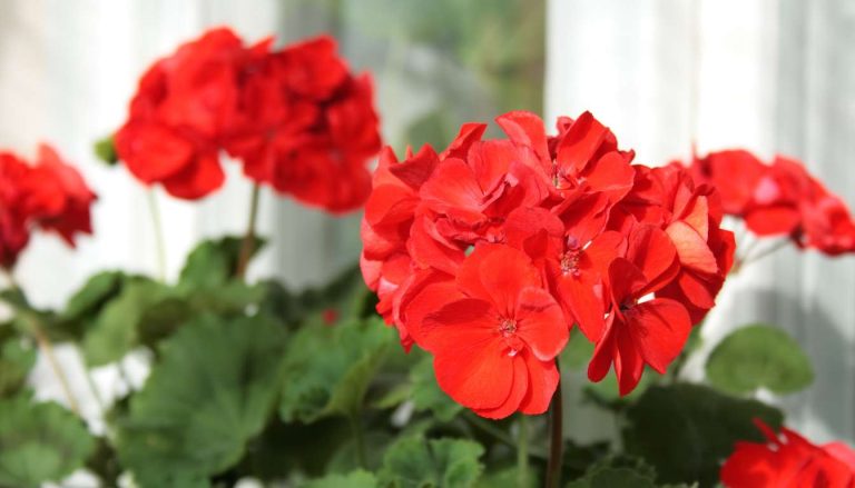 9+ Best Homemade Fertilizer for Geraniums: Unleash Your Garden’s Potential