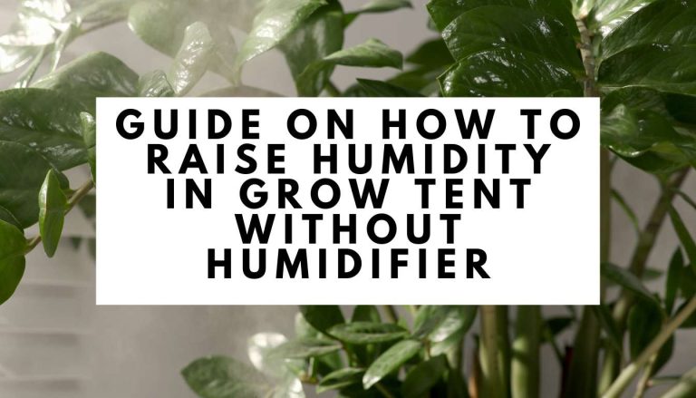 Guide on How to Raise Humidity in Grow Tent Without Humidifier