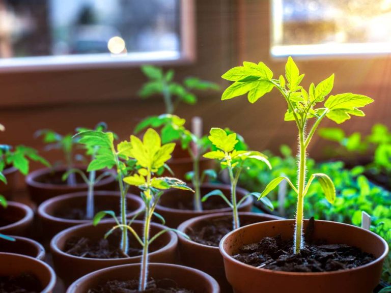 How to Grow Organic Vegetables Indoors – A Handy Guide