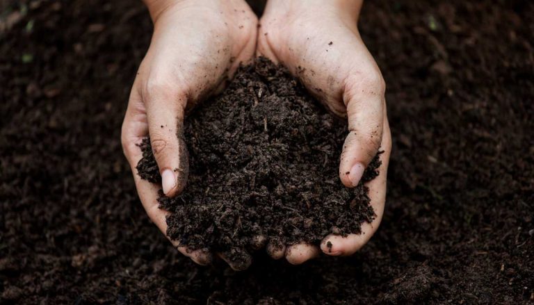 Mastering How to Retain Moisture in Soil: A Quick Guide