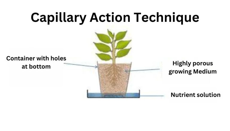 Capillary Action Technique In Hydroponics