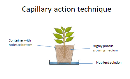 Capillary Action Technique in Hydroponics