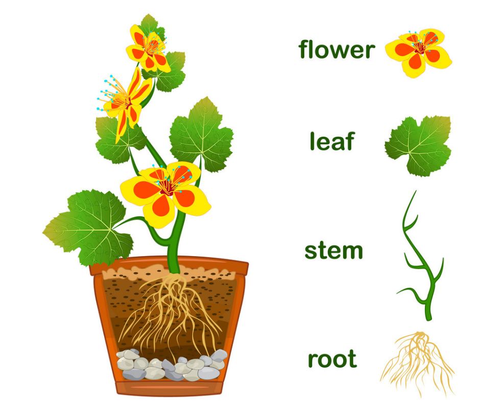 How Deep Do Pumpkin Roots Grow
