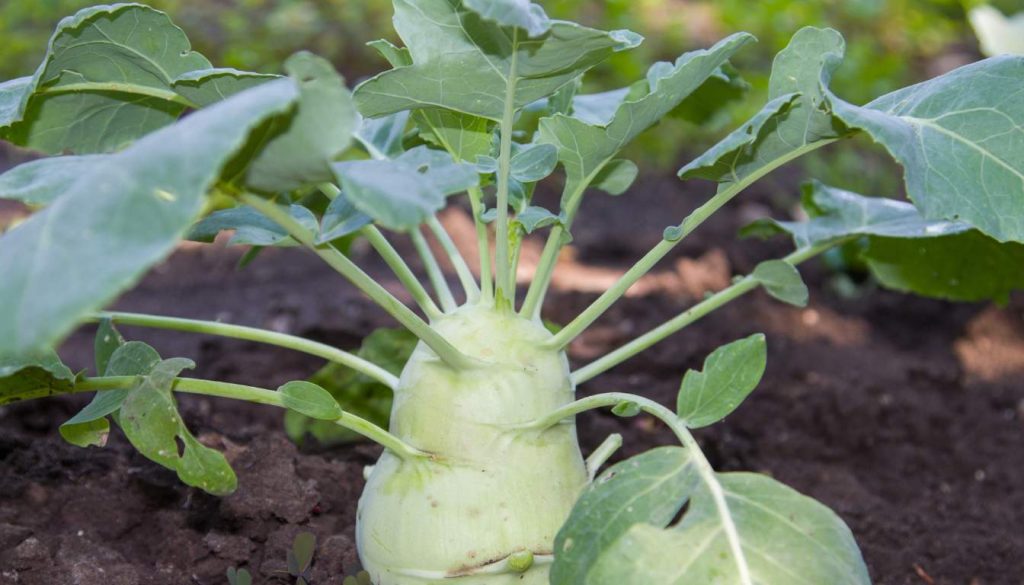 How To Grow Kohlrabi In Containers 12 Step Ultimate Guide