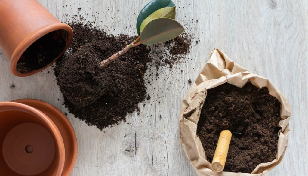 Is Potting Soil Toxic A Comprehensive Guide