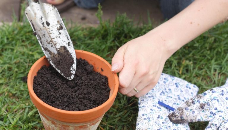 Is Potting Soil Toxic? A Comprehensive Guide