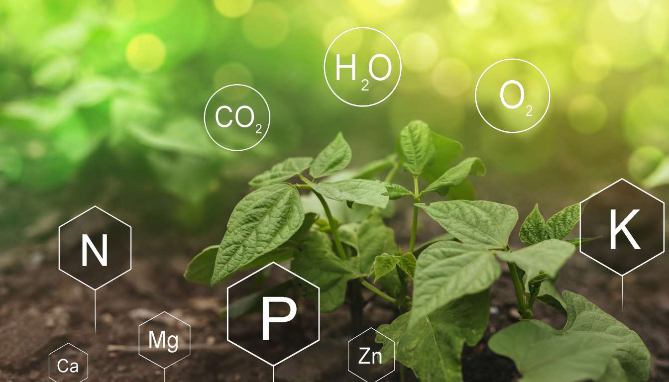 Plant Nutrients And Their Roles - Essential Nutrients For Plants