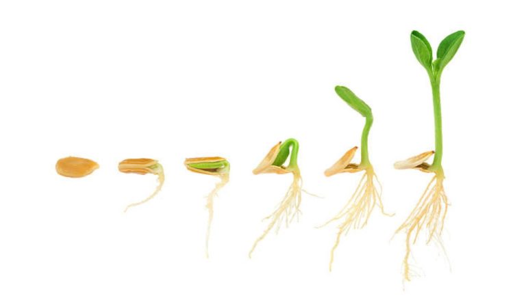 Pumpkin Plant Root System: A Comprehensive Guide