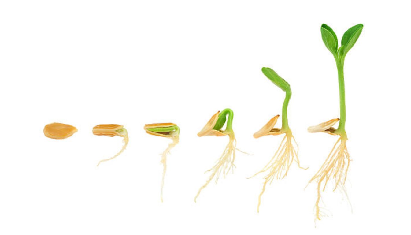 Pumpkin Plant Root System A Comprehensive Guide