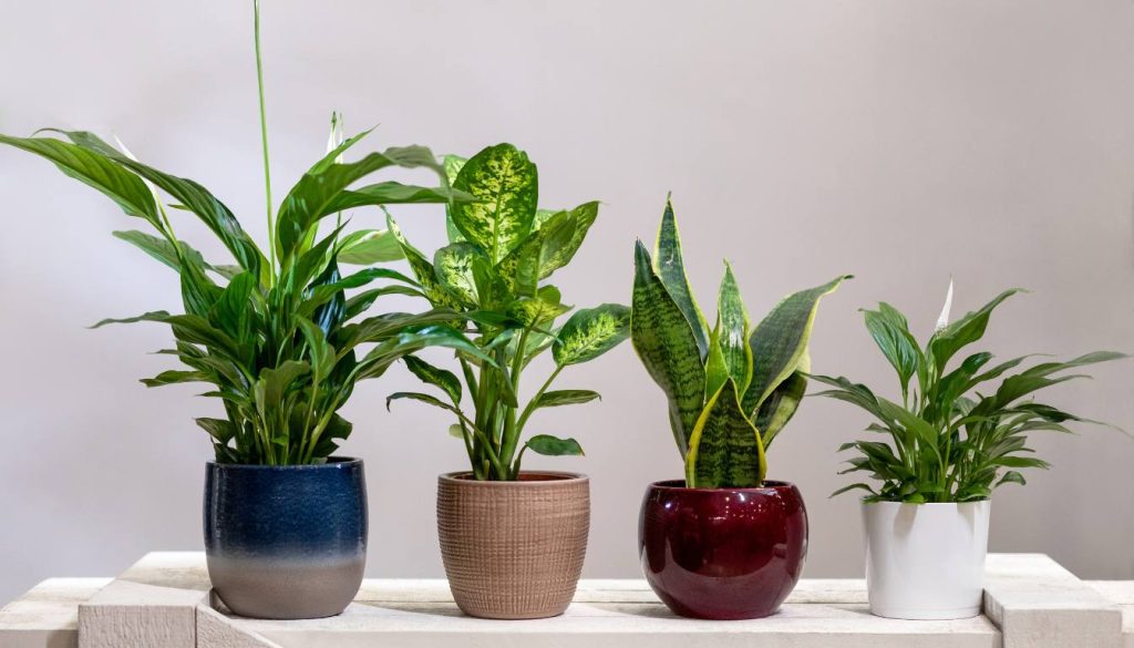 5 Best Air Purifying Succulent Plants