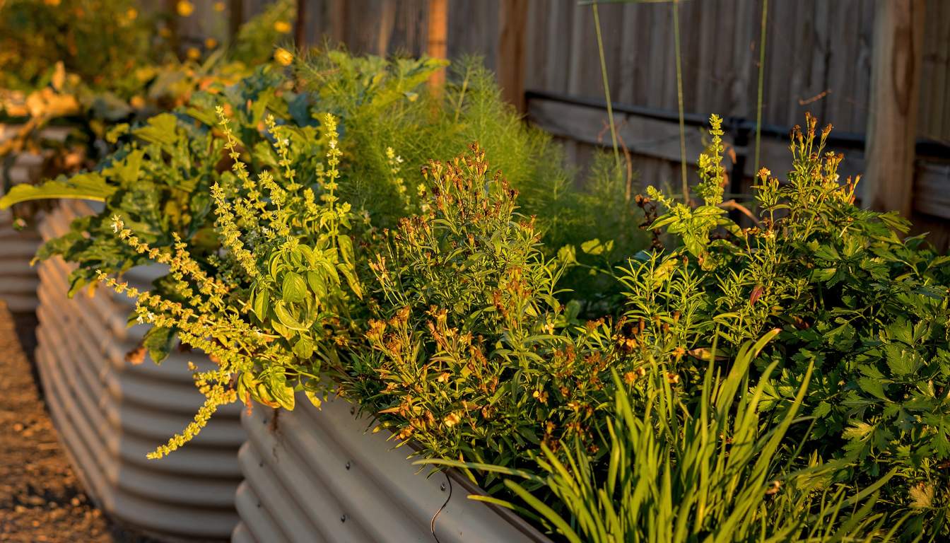 Are Galvanized Raised Garden Beds Safe Pros and Cons