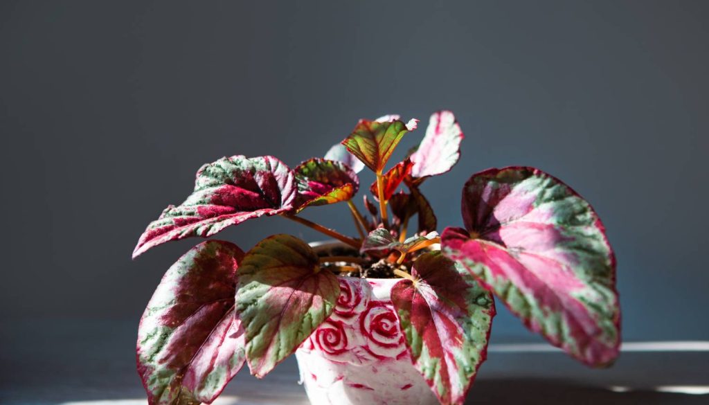Rex Begonias - Begonia House Plant Care Easy Tips for Growth