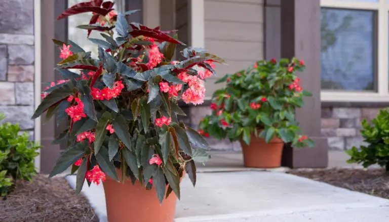 Begonia House Plant Care: Easy Tips for Growth