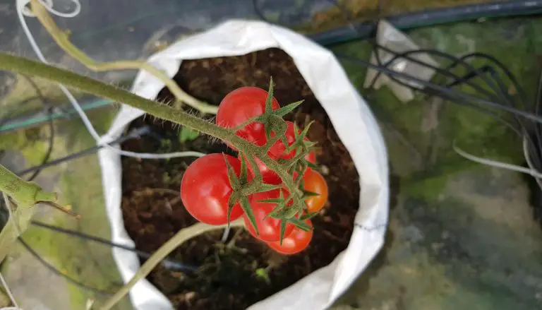 Best Size Grow Bag For Tomatoes – Find Out Here
