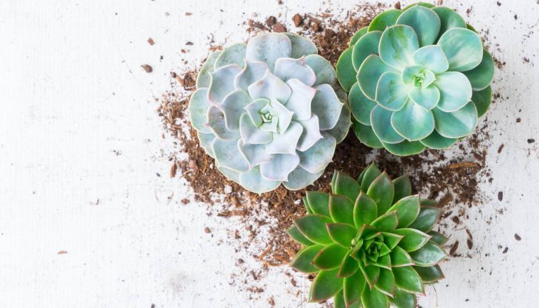 Do Succulents Produce Oxygen? A Deep Dive into the Green Lungs of Succulent Plants