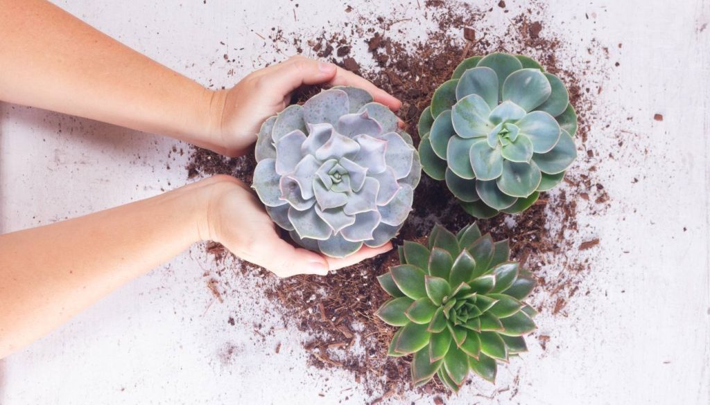 How Much Oxygen Do Succulents Produce