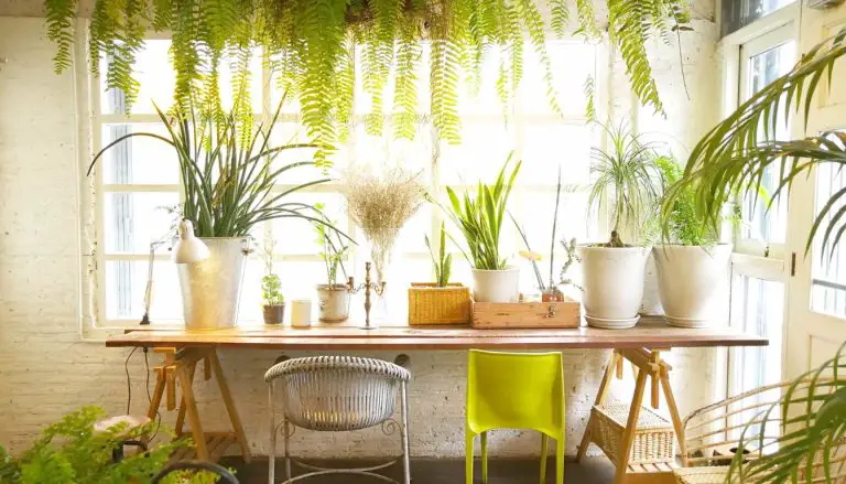 51 Unique House Plant Decoration Ideas: Elevate Your Living Space: