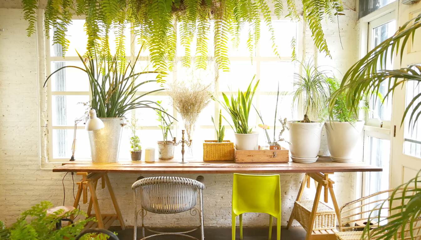 80 Unique House Plant Decoration Ideas Elevate Your Living Space