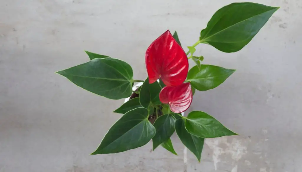 Anthurium Houseplant Care Guide for Vibrant Growth