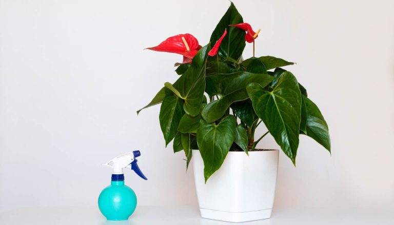 Anthurium Houseplant Care Guide for Vibrant Growth