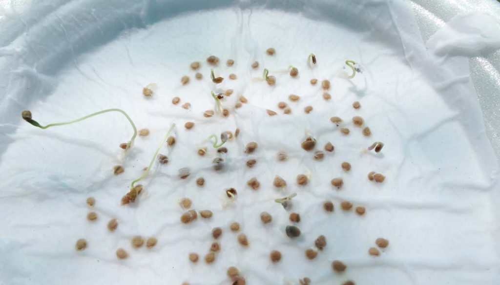 How Long to Germinate Pepper Seeds in Paper Towel