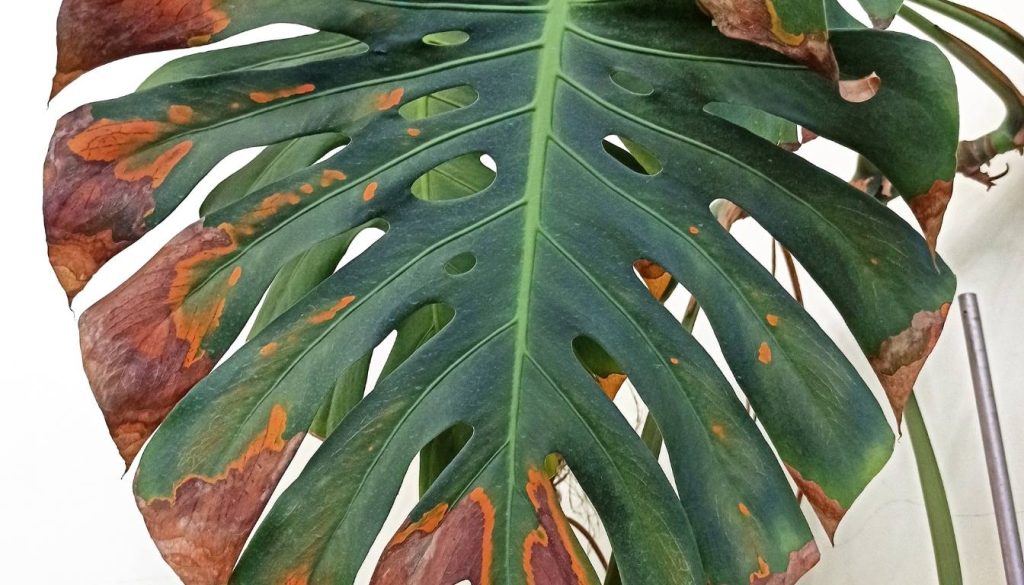 How To Get Rid Of Rust Fungus On Monstera